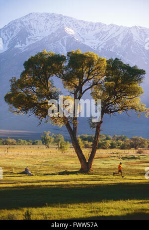 Montare il giovane atleta maschio trail runner in Sierra Nevada foothills Foto Stock