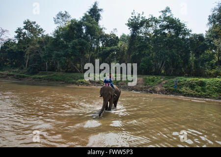 Attraversando il fiume di elefante in Thailandia del Nord Foto Stock