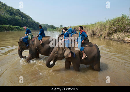 Attraversando il fiume di elefante in Thailandia del Nord Foto Stock