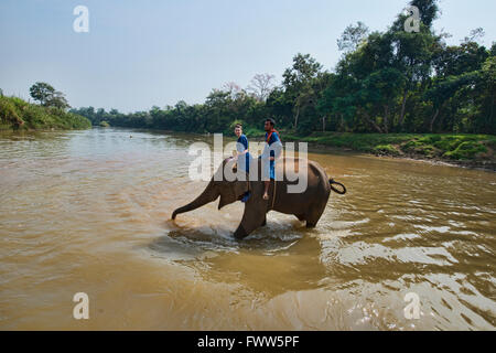 Attraversando il fiume di elefante in Thailandia del Nord Foto Stock