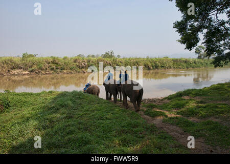 Attraversando il fiume di elefante in Thailandia del Nord Foto Stock