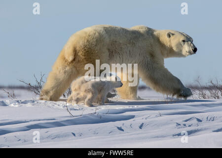 Madre di orso polare a piedi con twin cubs Foto Stock