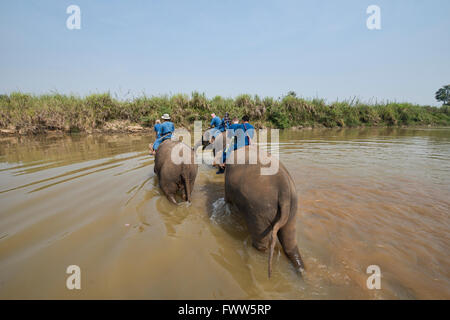 Attraversando il fiume di elefante in Thailandia del Nord Foto Stock