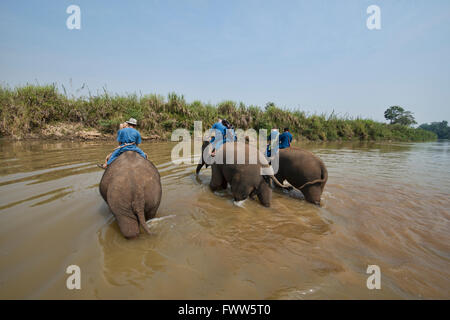 Attraversando il fiume di elefante in Thailandia del Nord Foto Stock