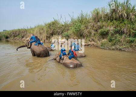 Attraversando il fiume di elefante in Thailandia del Nord Foto Stock