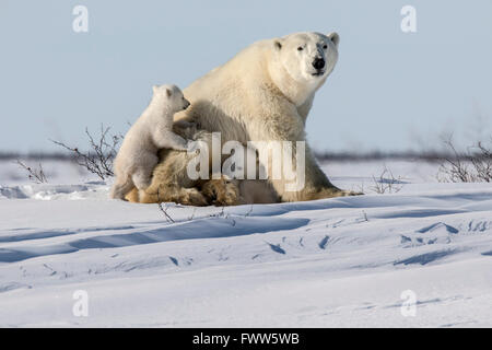 Twin orso polare neonati con madre nella neve nei pressi della Baia di Hudson, Canada Foto Stock