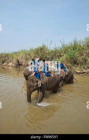 Attraversando il fiume di elefante in Thailandia del Nord Foto Stock