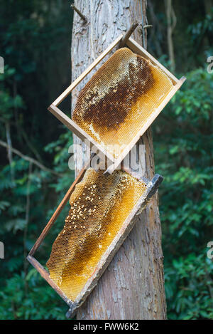Scheda honeycomb appeso sulla struttura ad albero Foto Stock