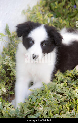 Border Collie cucciolo cercando carino Foto Stock