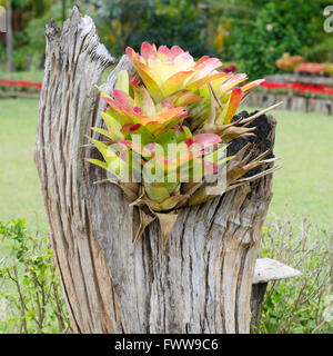 Bromeliad crescente sul moncone Foto Stock
