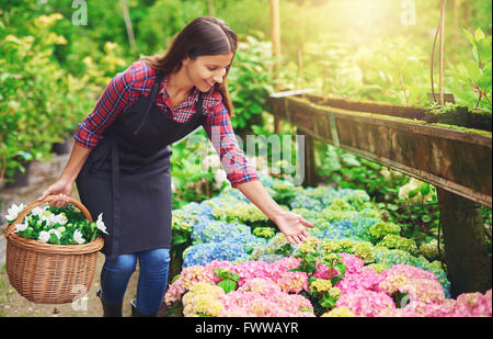 Piuttosto giovane proprietario di vivaio puntando alla fioritura di ortensie rosa incapsulate in sacchetti di plastica come ella raccoglie fresco fiore bianco Foto Stock