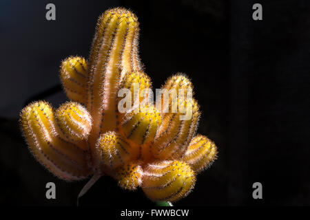 Cactus Chamaecereus Silvestrii Aurea Foto Stock