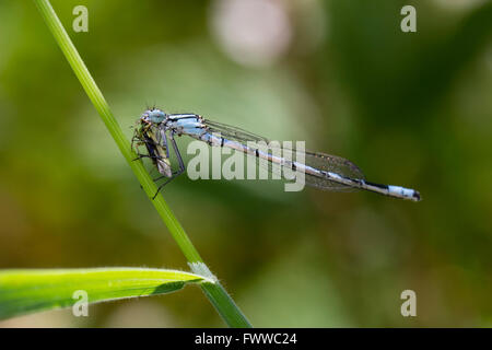 Maschio blu comune damselfly, Enallagma cyathigerum, alimentazione su un piccolo insetto Foto Stock