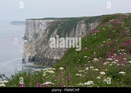 Vista da Buckton verso Bempton Cliffs RSPB riserva, East Yorkshire, Regno Unito Foto Stock