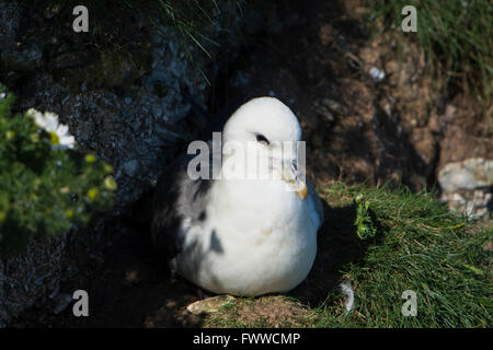 Close up di un Northern Fulmar (Fulmarus glacialis) in quanto si trova sulla scogliera, Bempton Cliffs, East Yorkshire, Regno Unito Foto Stock