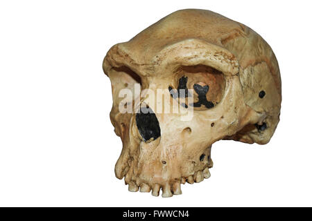 Replica del Cranio di Homo Heidelbergensis, uomo rhodesiano - Kabwe 1 Foto Stock