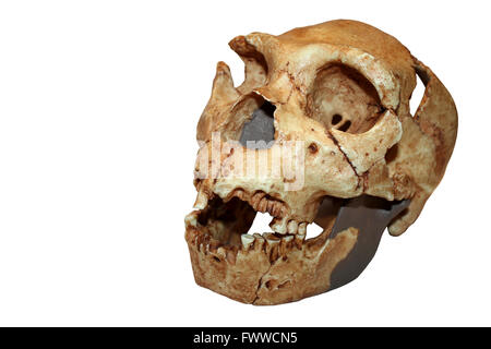 Homo Heidelbergensis cranio Atapuerca 5 Foto Stock