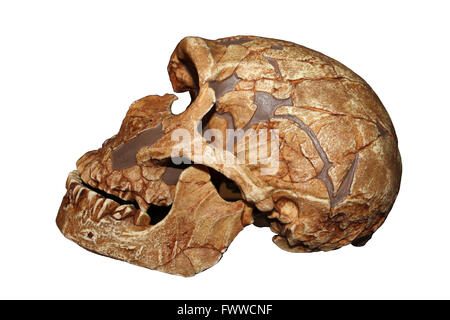 La Ferrassie Homo neanderthalensis cranio Foto Stock