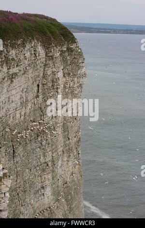 Vista di nidificazione di colonie di uccelli marini ripide scogliere a Bempton, East Yorkshire, Regno Unito Foto Stock