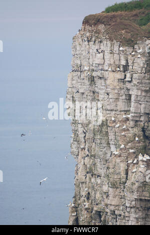 Vista di nidificazione di colonie di uccelli marini ripide scogliere a Bempton, East Yorkshire, Regno Unito Foto Stock