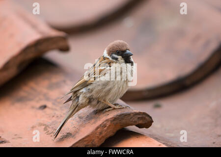 Un albero adulto Sparrow (Passer montanus) continua a guardare da un tetto di tegole vicino a dove è il nesting, Bempton Cliffs RSPB. Foto Stock