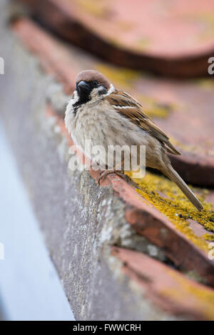 Un albero adulto Sparrow (Passer montanus) continua a guardare da un tetto di tegole vicino a dove è il nesting, Bempton Cliffs RSPB. Foto Stock