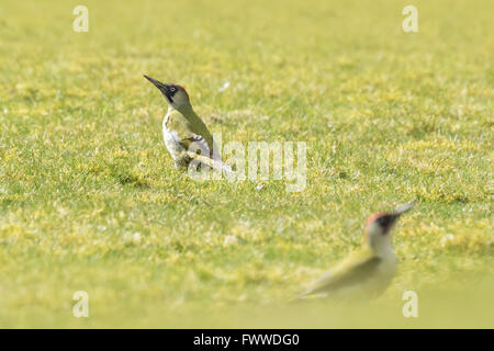 Voce maschile e femminile europeo picchio verde (Picus viridis) foraggio su un prato verde alla ricerca di insetti nell'erba. Foto Stock