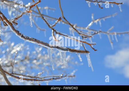 Un bel close up di un Ghiaccio ramo coperti con ghiaccioli appeso fuori di esso contro un vibrante blu cielo Foto Stock