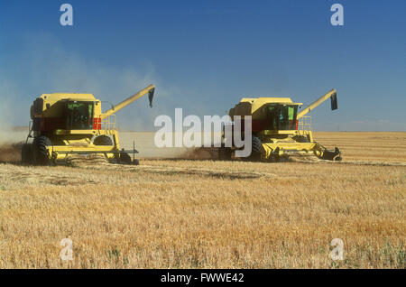 Combina la raccolta di grano in un campo, Alberta, Canada Foto Stock