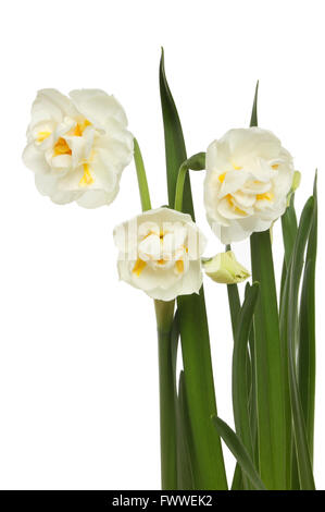 Il bianco e il giallo dei fiori di narciso con fogliame isolata contro bianco Foto Stock