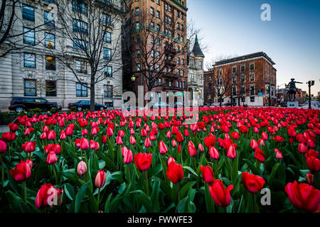 Tulipani e edifici in Mount Vernon, Baltimore, Maryland. Foto Stock