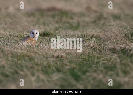 Wild Barbagianni (Tyto alba) sorgeva nel campo guardando dritto a voi. Presi nel Regno Unito. Non Captive Bird. Foto Stock