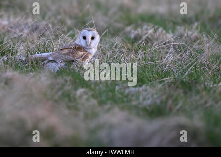 Wild Barbagianni (Tyto alba) sorgeva nel campo guardando dritto a voi. Presi nel Regno Unito. Non Captive Bird. Foto Stock