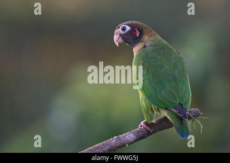 Marrone-incappucciati Parrot (Pyrilia haematotis) appollaiato su un ramo di un albero maschio, Provincia de Heredia, Costa Rica Foto Stock