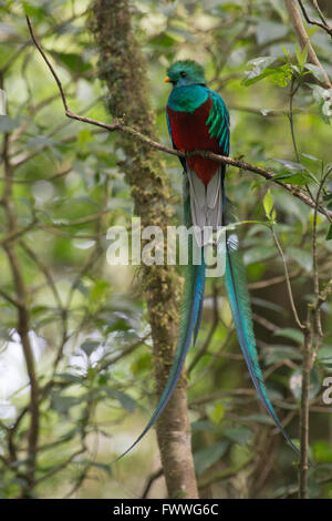 Risplendente Quetzal (Pharomacrus mocinno), Monteverde Cloud Forest Riserve, provincia di Alajuela, Costa Rica Foto Stock