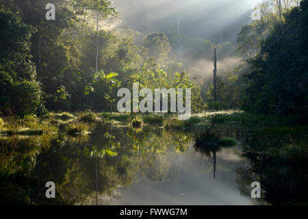 Piccolo lago nella luce del mattino, la foresta pluviale amazzonica tra Itaituba e Pimental, Pará, Brasile Foto Stock