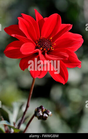 Dahlia (Dahlia), Vescovo op Llandaff varietà, fioritura, Nord Reno-Westfalia, Germania Foto Stock