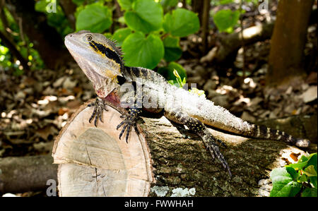 Un acqua orientale Dragon (Intellagama lesueurii) è un drago arboree specie originaria dell'Australia orientale da Victoria northwar Foto Stock