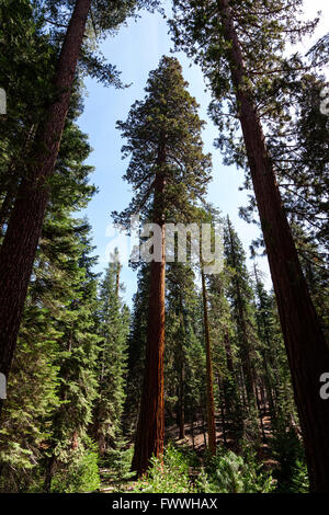 Ampio angolo di Shot Redwood alberi contro il cielo blu Foto Stock