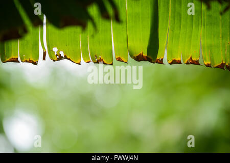 foglie di banano Foto Stock