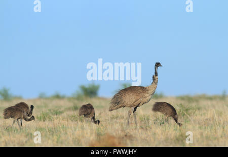 Un maschio di UEM - Dromaius novaehollandiae - continua a guardare mentre i pulcini si nutrono in zone aride praterie nell'outback australiano. Foto Stock