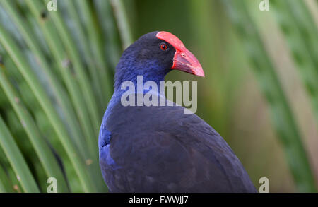 Un Purple Swamphen, Porphyrio porphyrio, seduti in un albero di palma con sfondo verde. Foto Stock