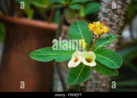 La corona di spine, Cristo Thorn Foto Stock