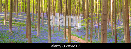 Un percorso attraverso una splendida fioritura bluebell foresta. Fotografato nella foresta di Halle (Hallerbos) in Belgio. Foto Stock