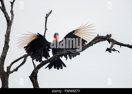 Massa meridionale hornbill stretching le sue ali nel Parco Nazionale di Kruger, Sud Africa. Foto Stock