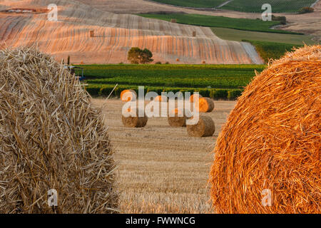 Grigio e oro haystacks sui campi della Toscana Foto Stock