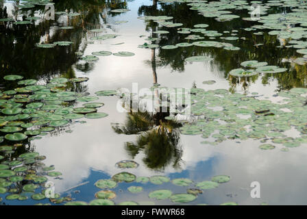 Cielo blu con nuvole bianche e palme da cocco riflesse sull'acqua, piante d'acqua verde in zone umide tropicali Foto Stock