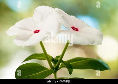 Catharanthus - fiori bianchi con nucleo rosa e un punto centrale giallo e sfondo non focalizzato Foto Stock