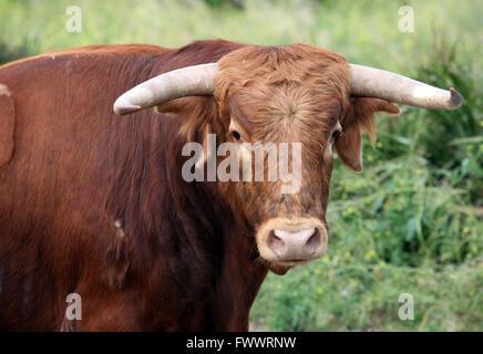 Tori in campo in Spagna Foto Stock