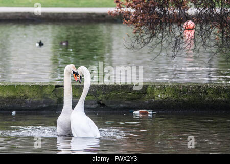 Helston, Cornwall, Regno Unito. Dal 8 aprile 2016. Regno Unito Meteo. La molla è in pieno svolgimento come cigni mate e rendere i nidi. Visto qui un paio presso il lago in barca in Helston. Credito: Simon Maycock/Alamy Live News Foto Stock